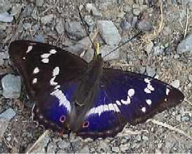 Schmetterlinge: Schillerfalter:
                                    Grosser Schillerfalter /
                                    Salweiden-Schillerfalter, m�nnlich