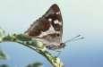 Schmetterlinge: Schillerfalter:
                                    Grosser Schillerfalter /
                                    Salweiden-Schillerfalter, m�nnlich,
                                    Unterseite