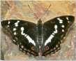 Schmetterlinge: Schillerfalter:
                                    Grosser Schillerfalter /
                                    Salweiden-Schillerfalter, weiblich
