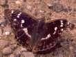 Schmetterlinge: Schillerfalter:
                                    Kleiner Schillerfalter weiblich