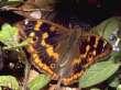 Schmetterlinge: Schillerfalter:
                                    Kleiner Schillerfalter weiblich,
                                    Form "f. clytie"