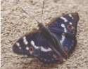 Schmetterlinge: Schillerfalter:
                                    Kleiner Schillerfalter m�nnlich