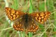 Schmetterlinge:
                                    Schl�sselblumen-Schmetterling /
                                    Schl�sselblumen-W�rfelfalter,
                                    weiblich