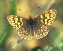 Schmetterlinge:
                                    Schl�sselblumen-Schmetterling /
                                    Schl�sselblumen-W�rfelfalter,
                                    m�nnlich