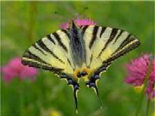 Schmetterlinge: Segelfalter
                                    (iphiclides podalirius)