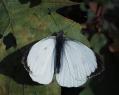 Schmetterlinge: Weisslinge:
                                    Grosser Kohlweissling mnnlich