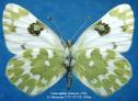 Schmetterlinge:
                                    Leguminosenweisslinge:
                                    Resedaweissling Unterseite