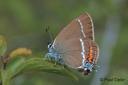 Schmetterlinge: Zipfelfalter:
                                    Akazien-Zipfelfalter Unterseite