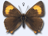 Schmetterlinge:
                                    Zipfelfalter: Birkenzipfelfalter
                                    weiblich