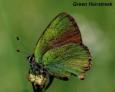 Schmetterlinge: Zipfelfalter:
                                    Brombeer-Zipfelfalter / Gr�ner
                                    Zipfelfalter, gr�n schillernde
                                    Unterseite