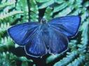 Schmetterlinge: Zipfelfalter:
                                    Blauer Eichenzipfelfalter, m�nnlich