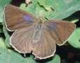 Schmetterlinge: Zipfelfalter:
                                    Blauer Eichenzipfelfalter, weiblich