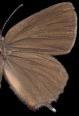 Schmetterlinge: Zipfelfalter:
                                    Brauner Eichenzipfelfalter