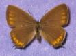 Schmetterlinge: Zipfelfalter:
                                    Pflaumenzipfelfalter weiblich