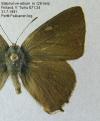 Schmetterlinge: Zipfelfalter:
                                    Ulmenzipfelfalter m�nnlich