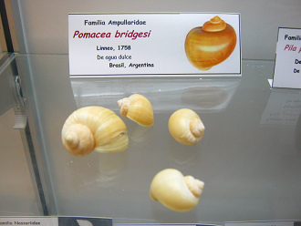 Pomacea bridgesi