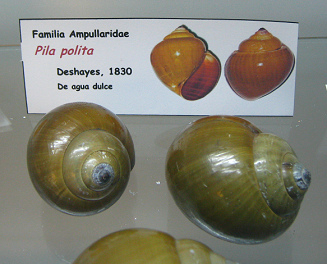 Pila polita, placa