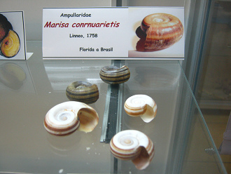 Marisa conrnuarietis