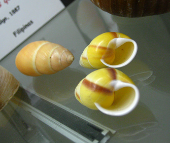 Amphidromus quadrasi, Nahaufnahme 01