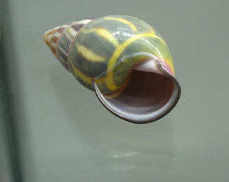 Amphidromus cuadrasi palawanenesis