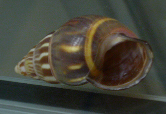 Amphidromus quadrasi everetti, primer
                              plano