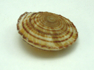 Obba rota, primer plano