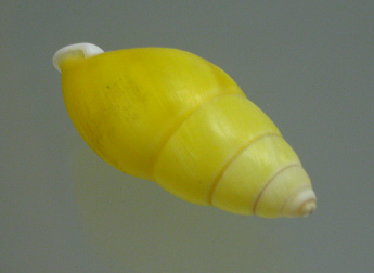 Amphidromus chloris, primer plano