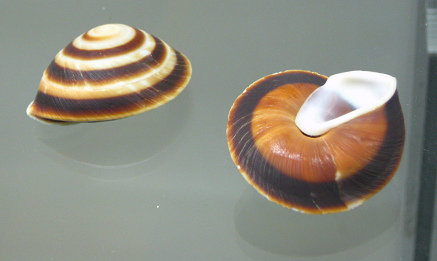 Caracoles rostratusm, primer plano
                              01, grupo