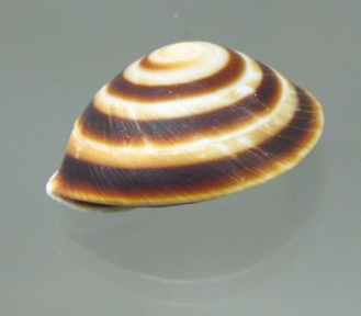 Caracoles rostratusm, primer plano
                              02