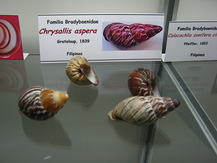 Chrysallis aspera