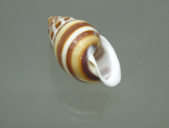 Chrysallis virgata partuloides,
                              primer plano