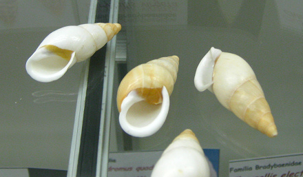 Chrysallis virgata, primer plano 01,
                              grupo