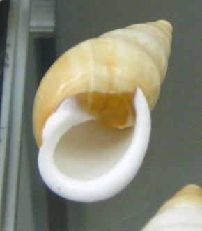 Chrysallis virgata, primer
                                      plano 04