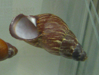 Chrysallis electrica, primer
                                      plano 02