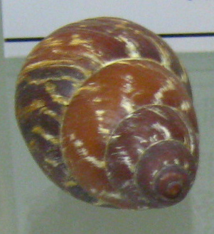 Chrysallis
                                    electrica, primer plano 03