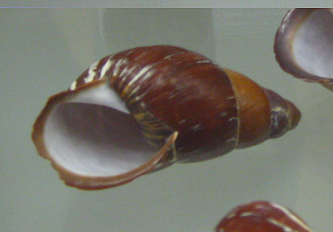 Chrysallis electrica, primer
                                      plano 04