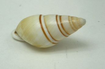 Chrysallis virgata dryas, primer
                              plano