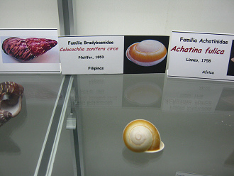 Calocochlia zonifera circe