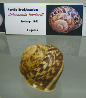 Calocochlia harfordi