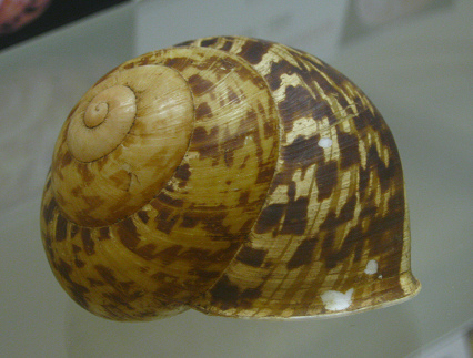 Calocochlia harfordi, primer plano