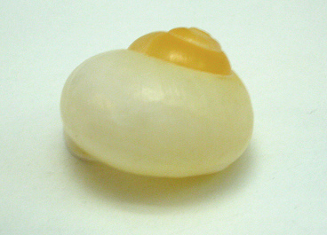 Calocochlia pulcherrima, primer plano