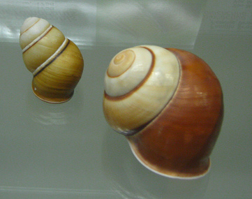 Helicostyla metamorphis, primer
                              plano