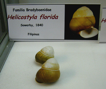Helicostyla florida