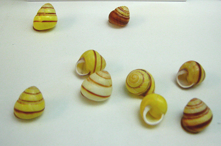 Helicostyla annulata, primer plano
                              01, grupo