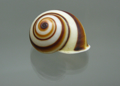 Helicostyla hydrophana, primer plano