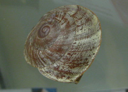 Chloraea siquijorensis, primer plano