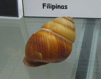 Phoenicobius aratus, primer plano