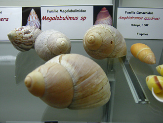 Megalobulimus sp
