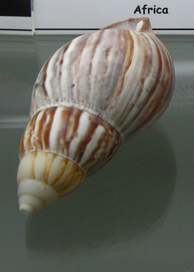 Achatina panthera, primer
                                      plano 01
