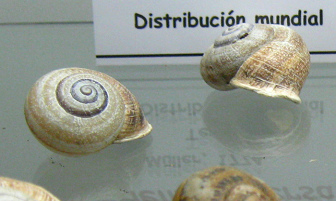 Helix aspersa, primer plano 02,
                              grupo